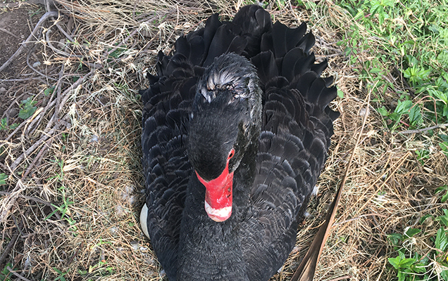 swan head injury